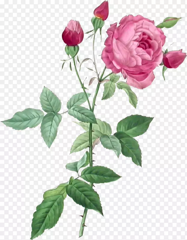 皮埃尔？约瑟夫？雷德(1759-1840)：玫瑰，玫瑰印花，法国玫瑰绘画。