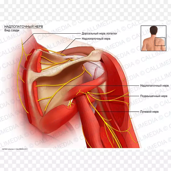 肩胛上神经肩胛上动脉解剖肩胛背神经臂