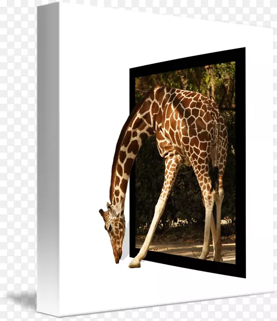 长颈鹿画框窗长颈鹿