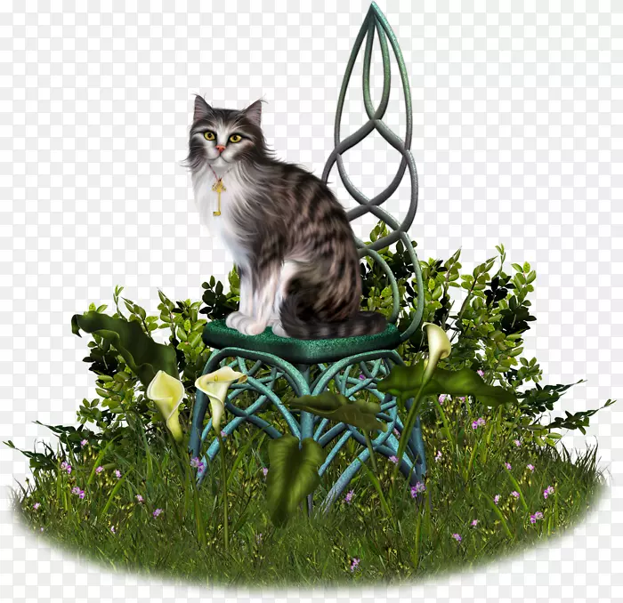小胡子猫科猫
