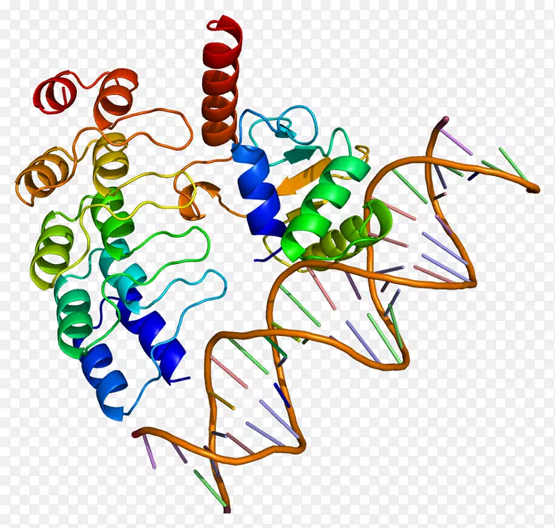 加巴蛋白结构nFe2l2-转录因子