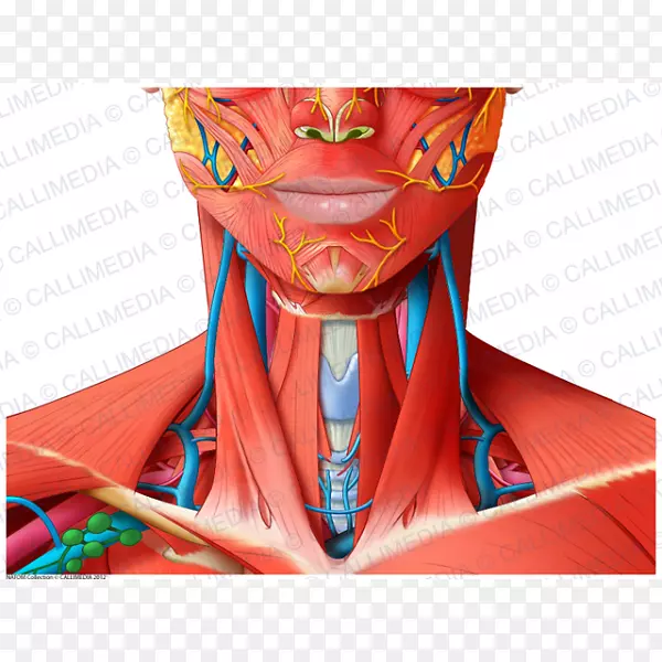 头颈解剖人体肌肉颞浅神经
