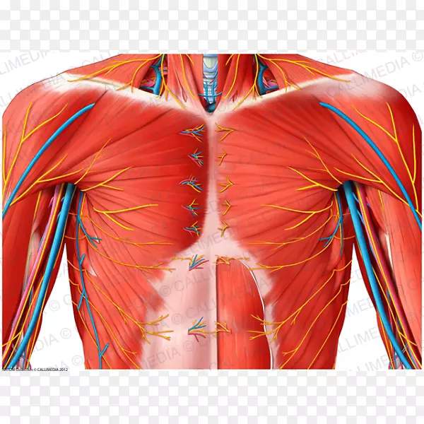 肩部神经肌肉解剖血管颞浅神经
