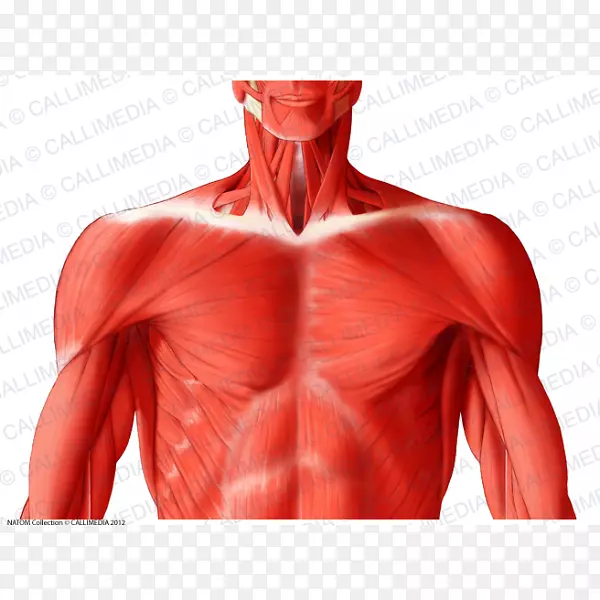 背阔斜方肌肌肉系统解剖颞浅神经