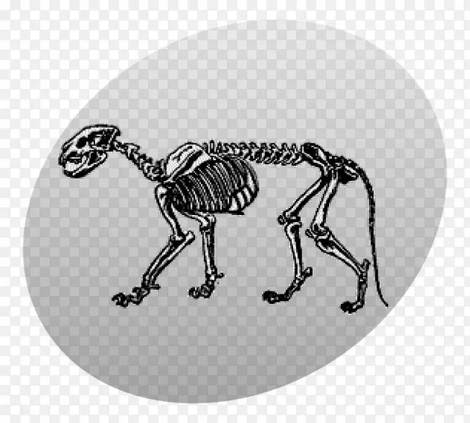 人骨颅骨脊椎动物骨骼