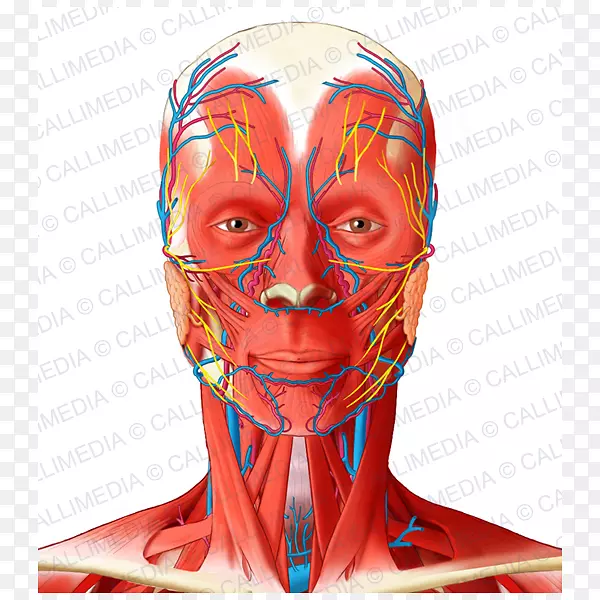 面动脉角动脉头颈解剖颞浅肌神经