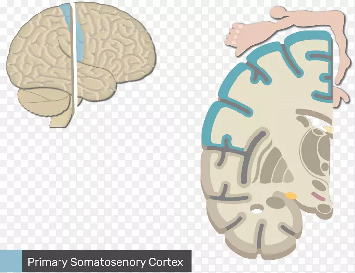 躯体神经系统解剖感觉神经系统中枢神经系统初级运动皮质