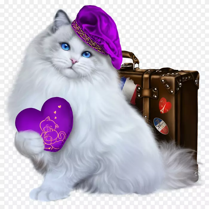 小猫挪威森林猫土耳其安哥拉须家养短毛猫