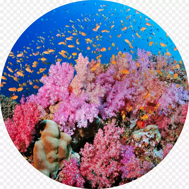 珊瑚礁浅水大堡礁-海