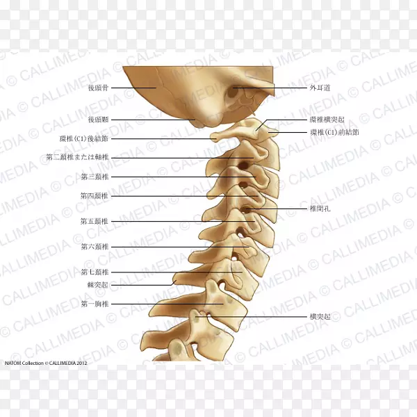 颈椎脊柱解剖颈痛图谱颈椎寰椎