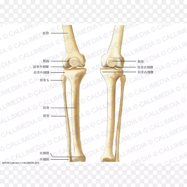 膝骨小腿人体骨骼解剖