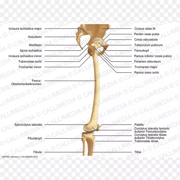 骨、肩、膝、股骨、髋臼