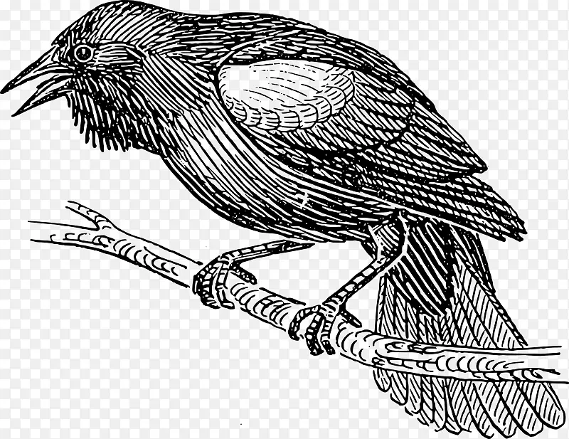 鸟巢画普通黑鸟
