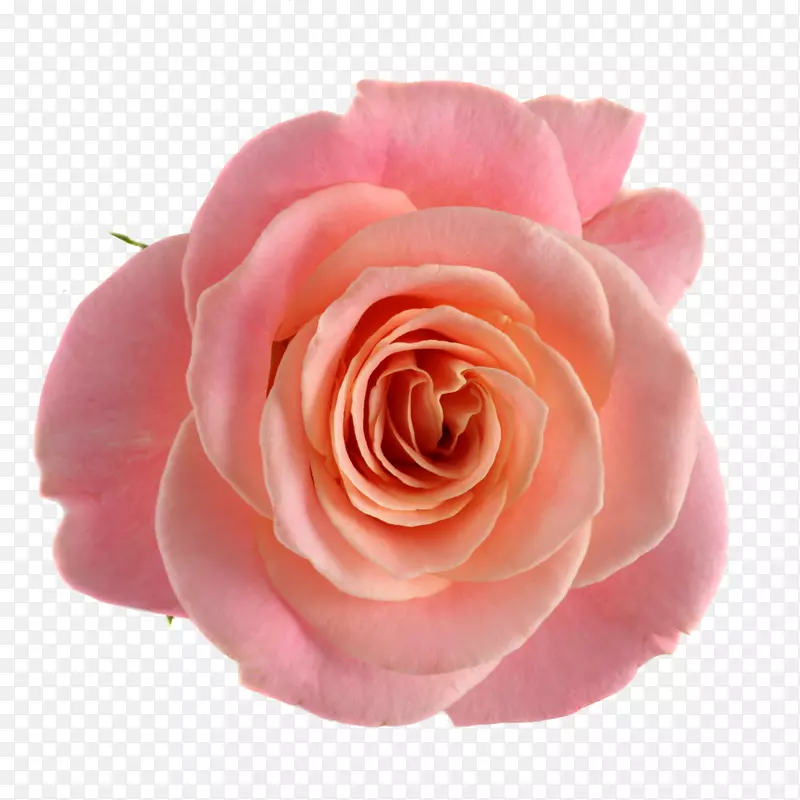 花园玫瑰，卷心菜，玫瑰花，粉红色切花-花