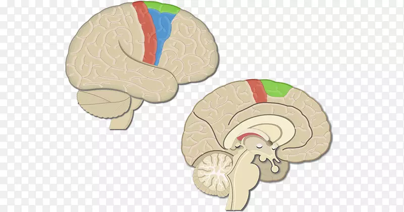 初级运动皮质大脑皮质运动前皮层脑-脑