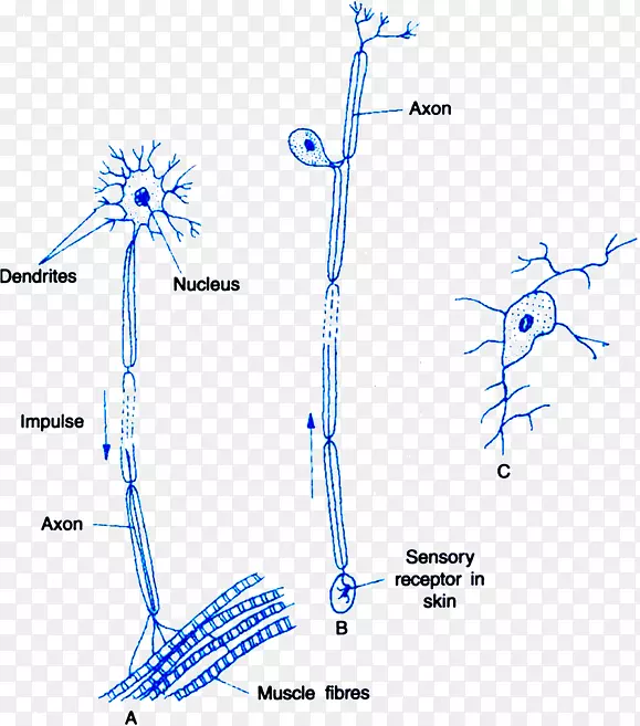 神经系统多极神经元感觉神经元