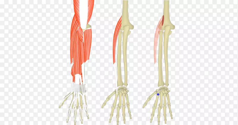 桡长腕伸肌、指伸肌、尺侧腕伸肌、桡骨短伸肌