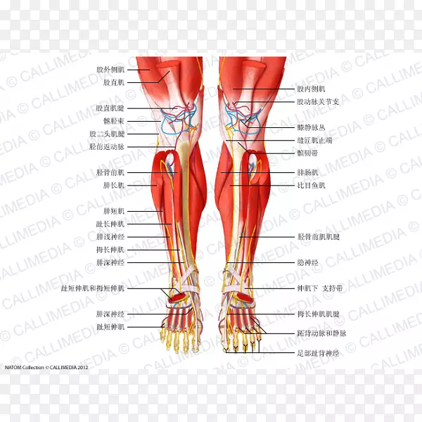 小腿肌系统膝直肌功能