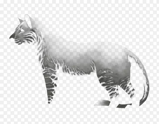 胡须虎猫画陆生动物老虎