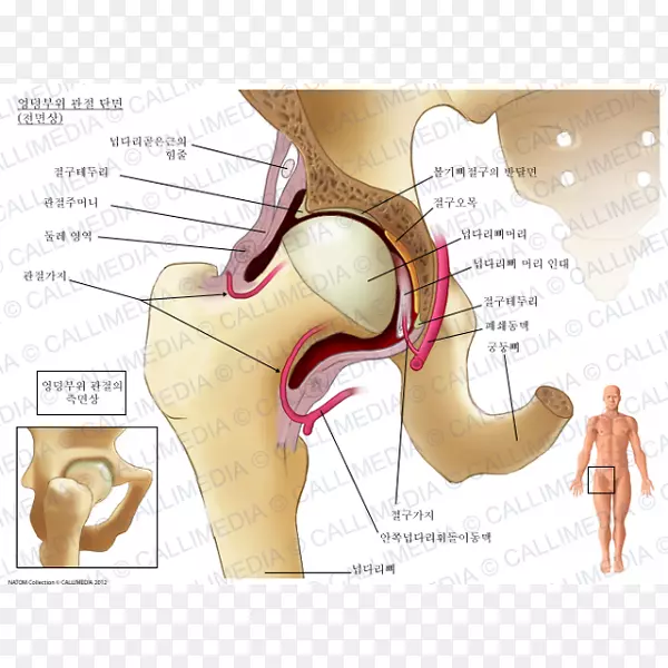 股直肌髋关节骨盆肌的解剖