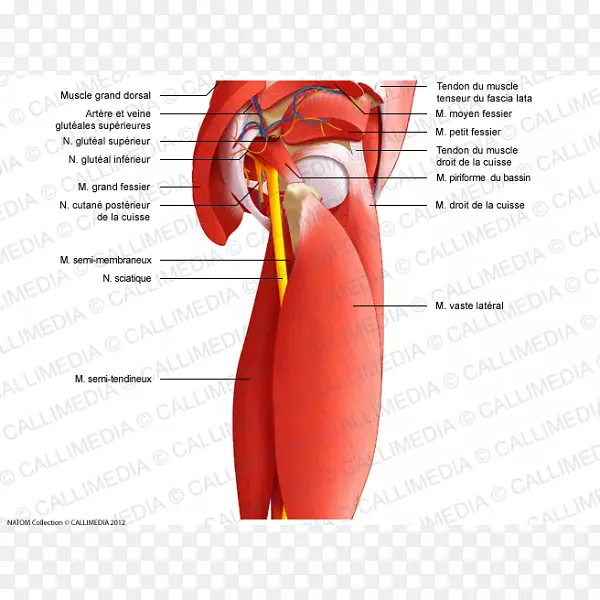 髋部肩部肌肉解剖-股骨直肌功能