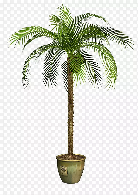 亚洲帕尔米拉棕榈椰子花盆棕榈油椰子