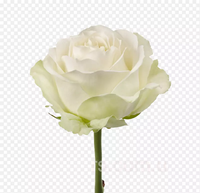 花园玫瑰花束白花