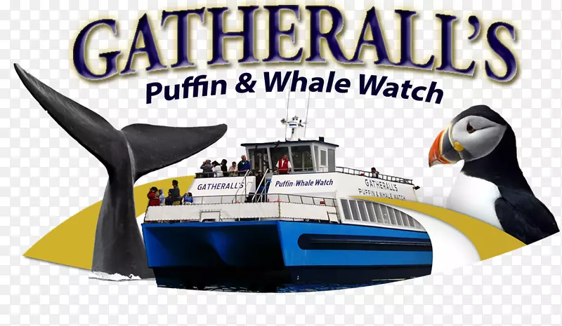 收集所有的海雀鲸鱼手表。约翰的船长韦恩的海上之旅-观察鲸鱼-人