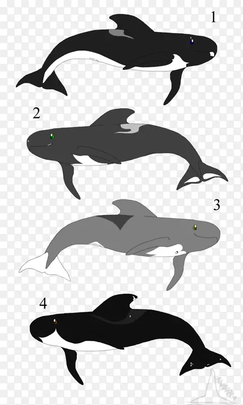 普通宽吻海豚图库溪海豚虎鲸海豚