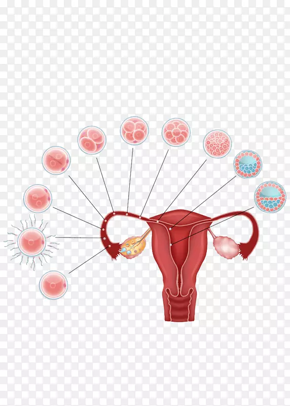 囊胚-人受精-胚胎卵细胞-妊娠