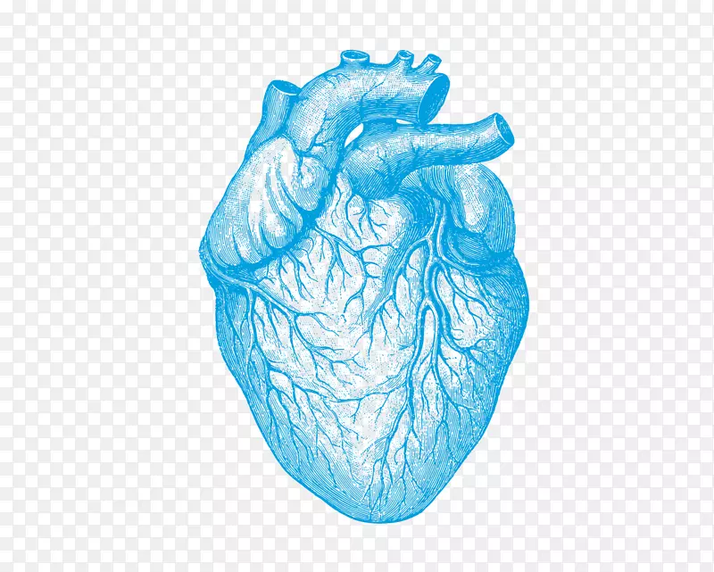 人体解剖学理解心脏病人体-心脏