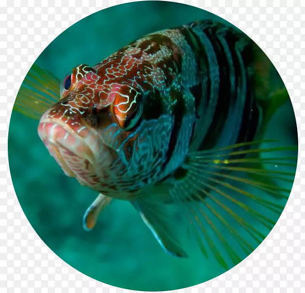 海洋生物鱼-比索