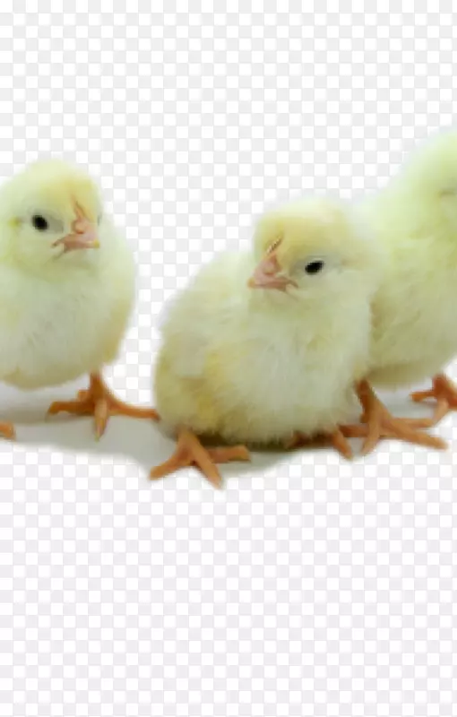 莱霍恩鸡孵化厂蛋清有限责任公司-白莱霍恩母鸡