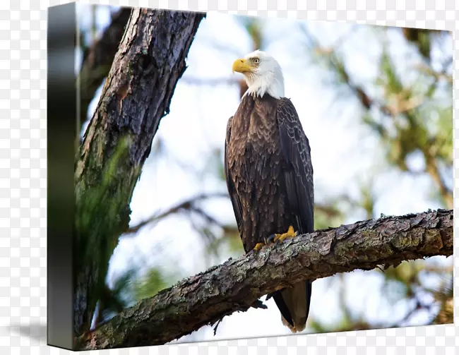 秃鹰摄影由吉姆克洛蒂照片俄亥俄有限责任公司艺术想象-秃鹰头