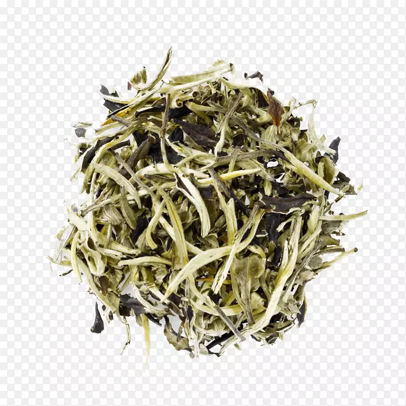 白茶甸红尼尔吉里茶树-茶