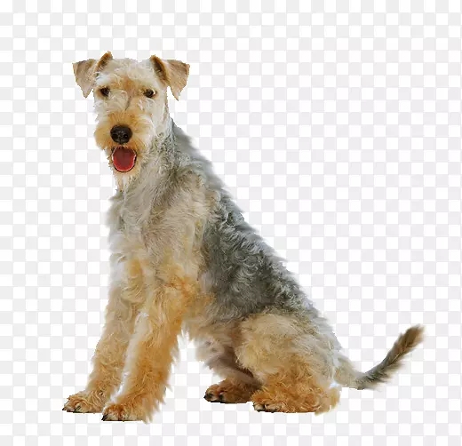 莱克兰猎犬威尔士猎犬艾雷德猎犬线毛猎犬品种-莱克兰猎犬救援