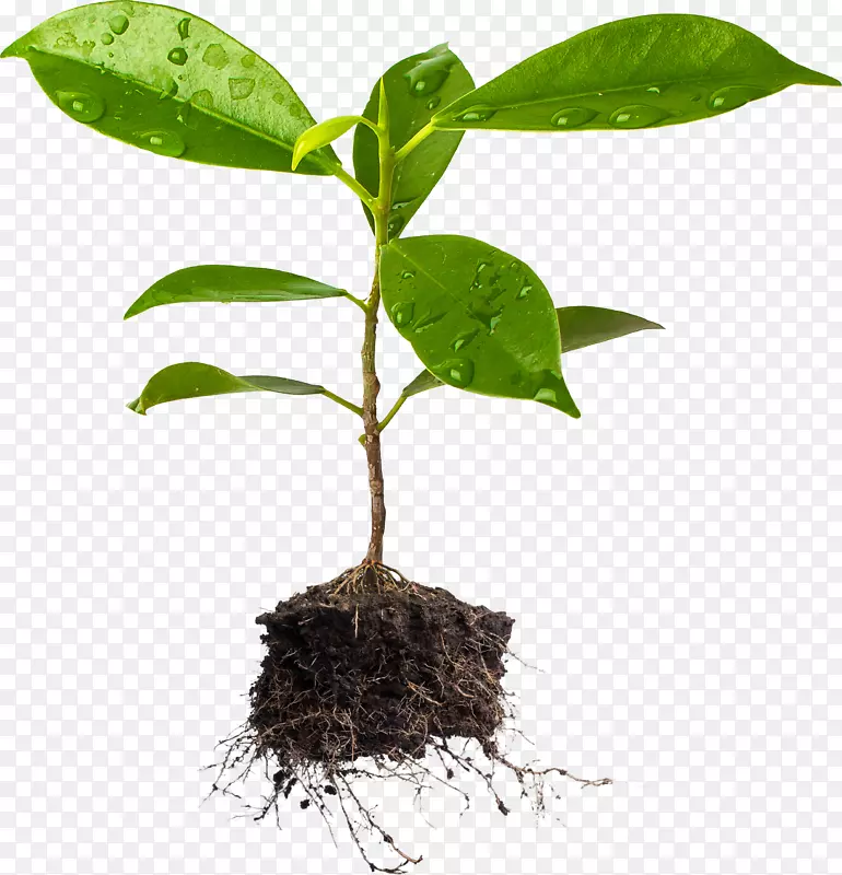 树木植物与土壤农业