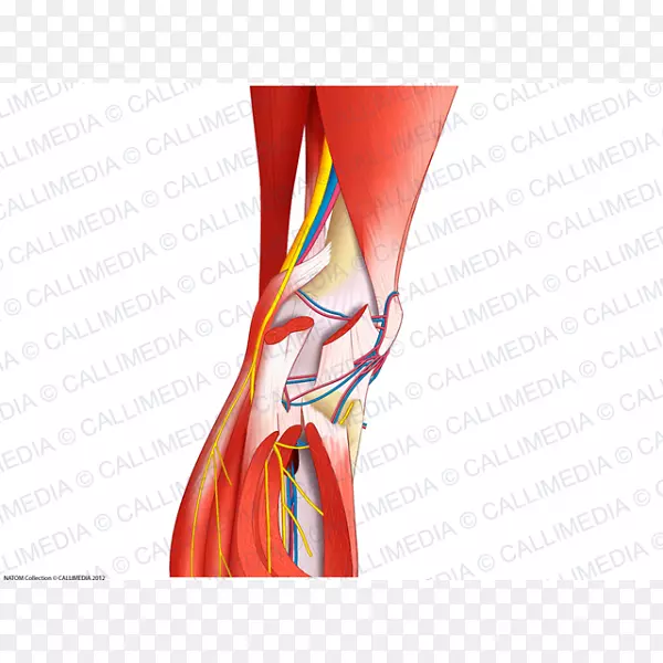 膝神经关节肌血管-解剖