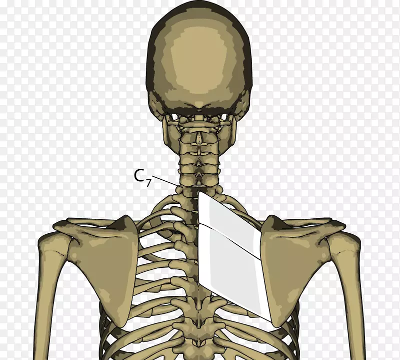 菱形肌，菱形大肌骨架，关节-骨骼