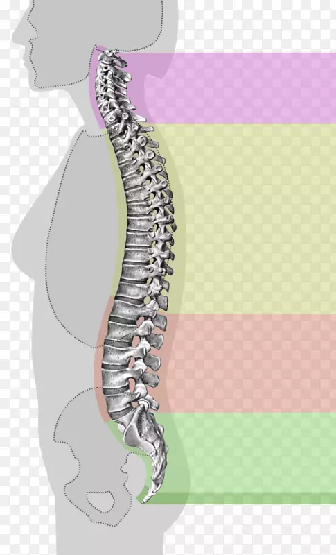 脊柱解剖颈椎脊髓-手册脊柱
