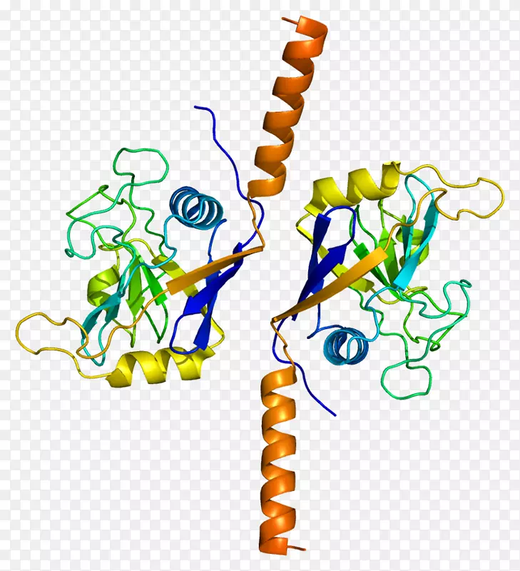 ppil 2 BRCA 1基因泛素连接酶亲环素