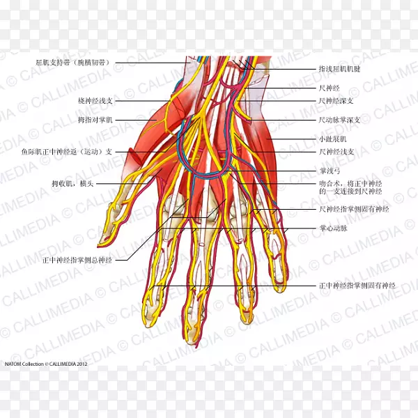 神经肌肉血管解剖人体手