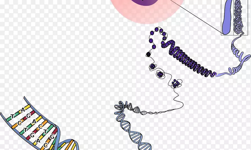 染色体dna遗传学生物学