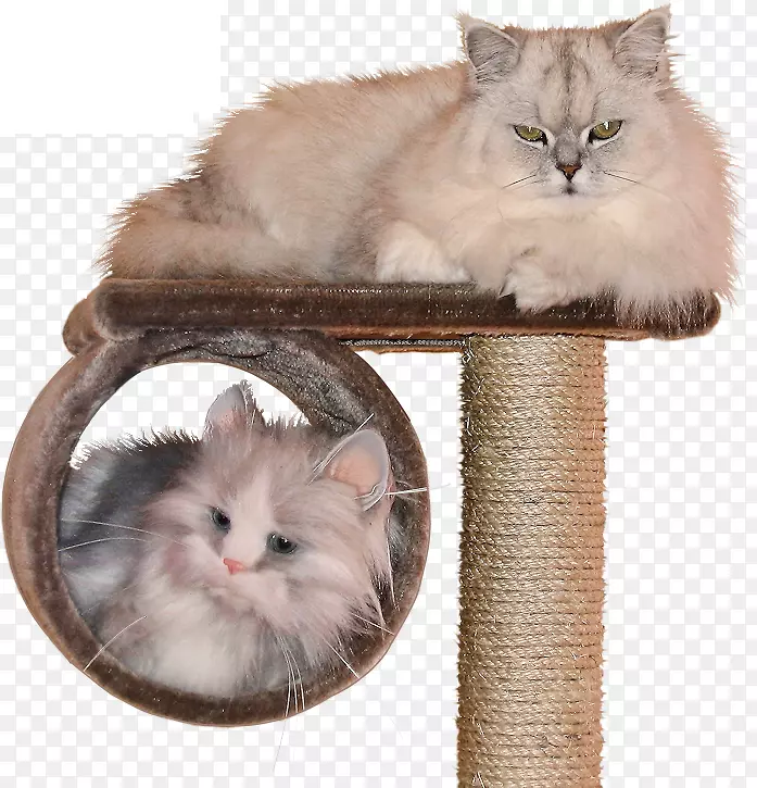 西伯利亚猫须挪威森林猫内白龙家短毛猫查顿