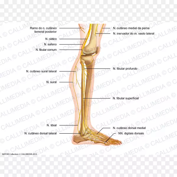 拇指足部解剖神经膝关节