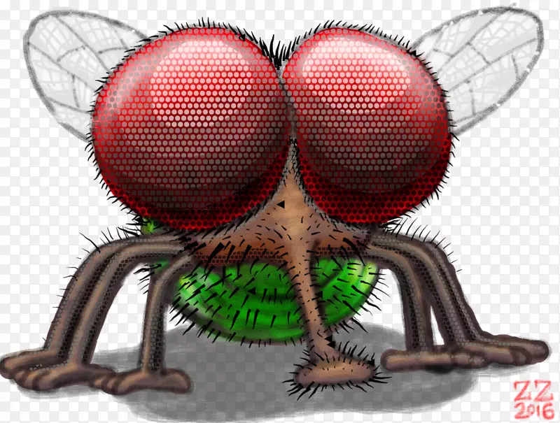 蝇蜘蛛昆虫画