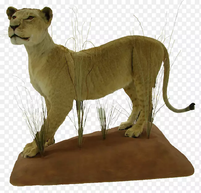 狮子大型猫科动物陆生动物-狮子