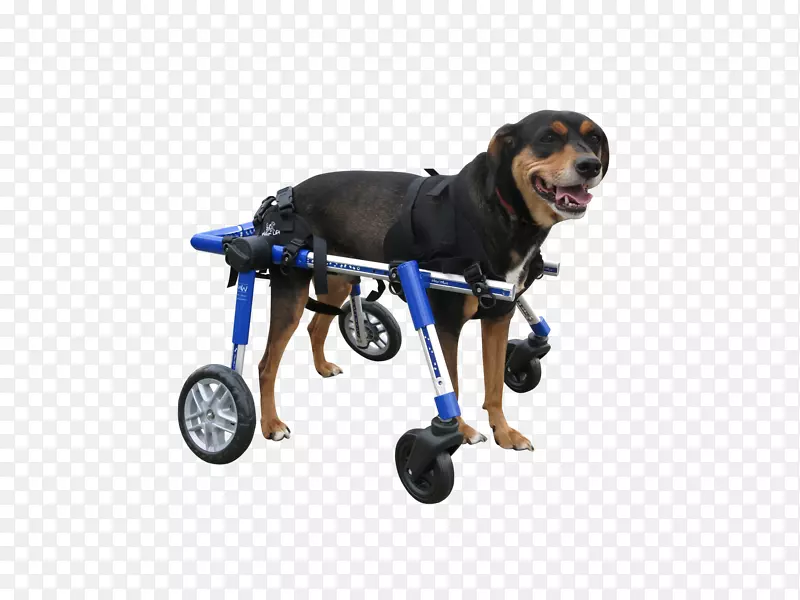 犬种轮椅多伯曼小狗手杖科索轮椅