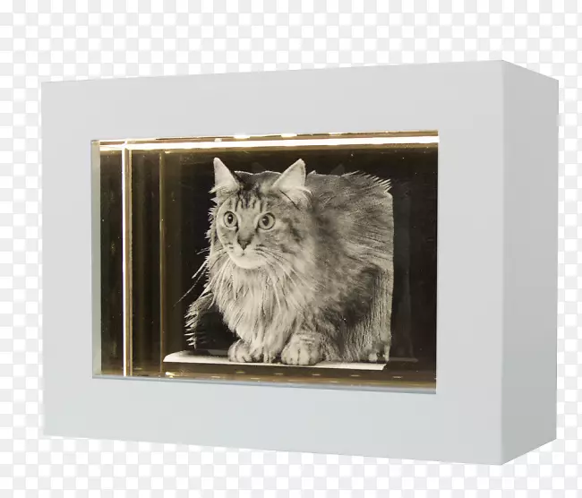 胡须猫画框长方形猫