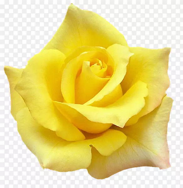 约克白玫瑰报价黄色桌面壁纸-玫瑰